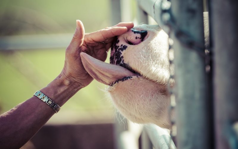 Cow licking woman's hand