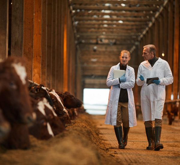 Full length portrait of two veterinarians in cow shed walking towards camera while inspecting livestock at farm, copy space